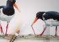 Preview: Oystercatcher group