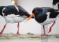 Preview: Oystercatcher group