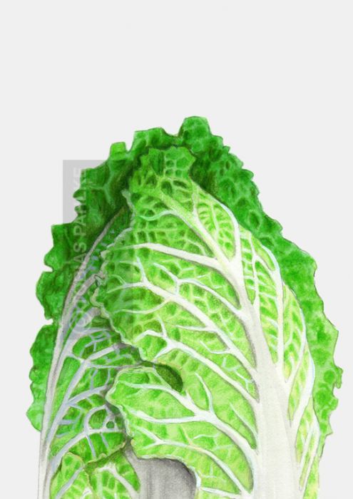 Chinese cabbage 4