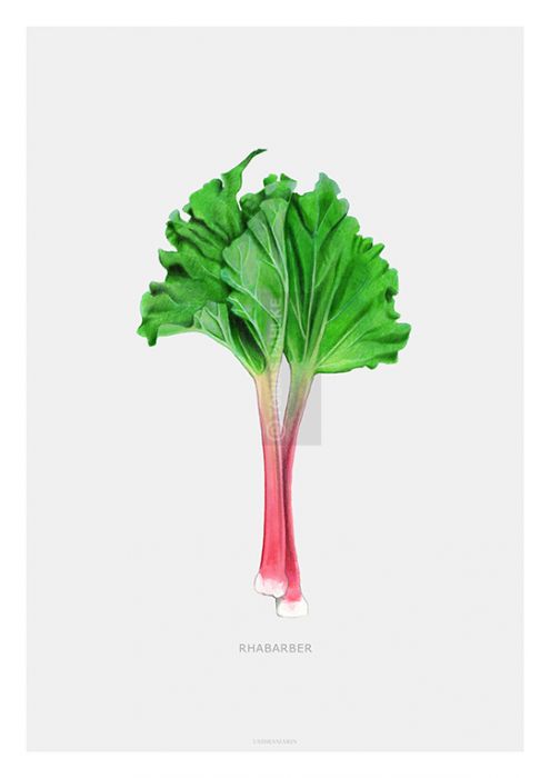 Rhubarb 2