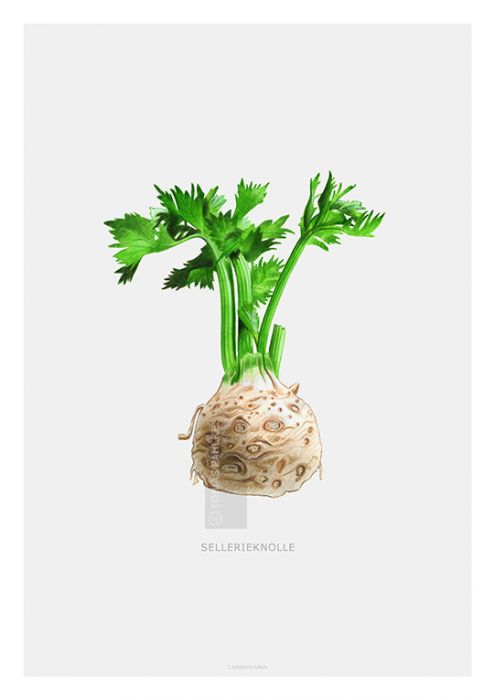 Celery Root 2