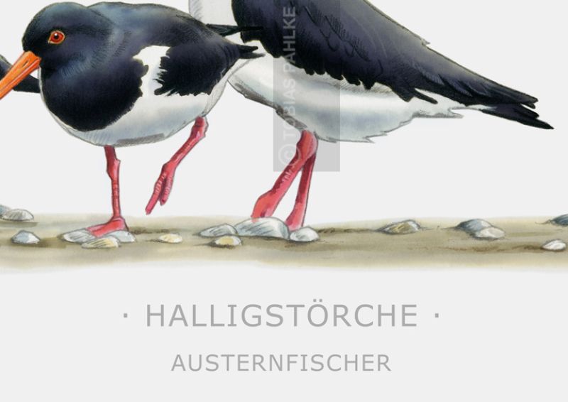 Austernfischer Gruppe