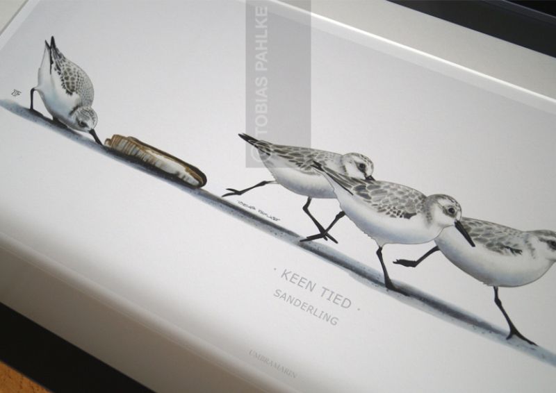 "Keen Tied" / Sanderling 4
