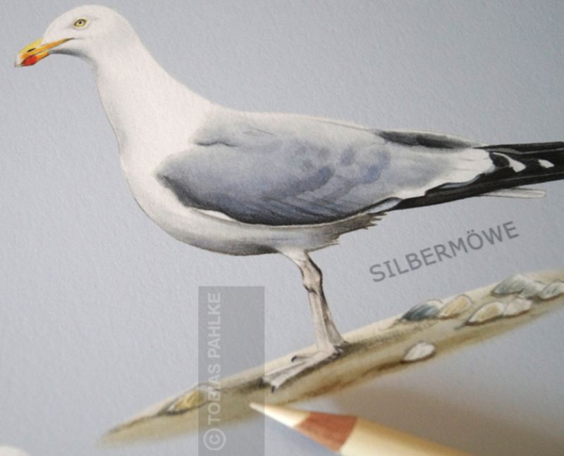 Preview: Seagulls on the German coast