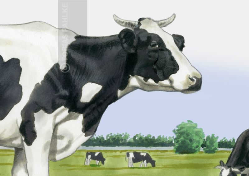 Preview: Schwarzbunt