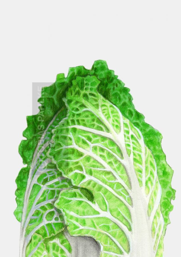 Chinese cabbage 4