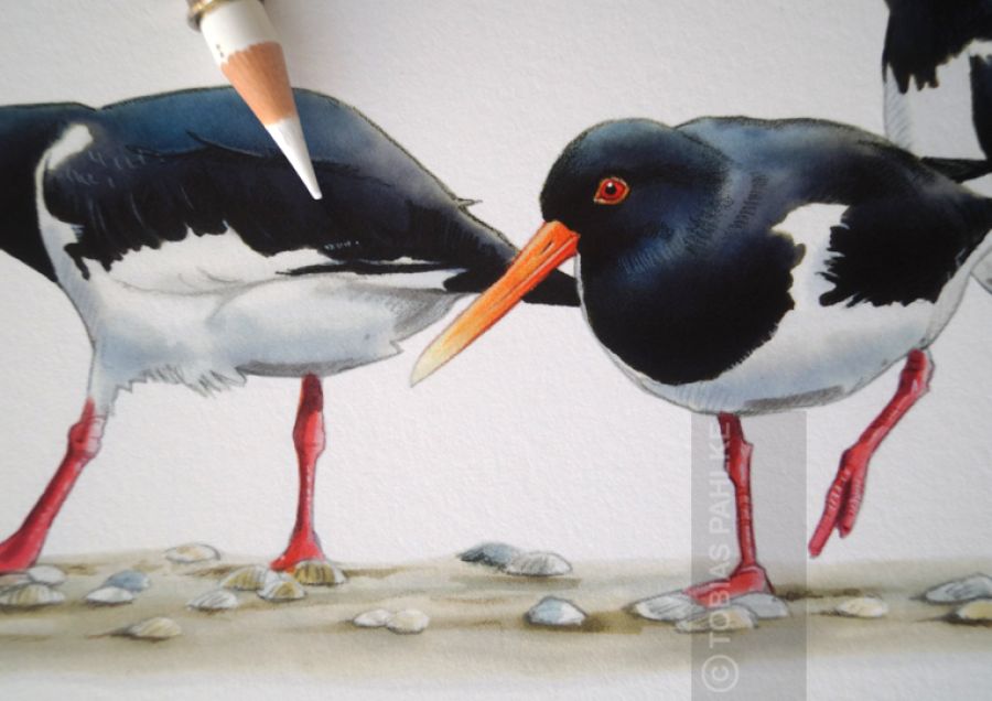 Oystercatcher group