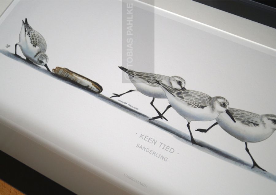 "Keen Tied" / Sanderling 4