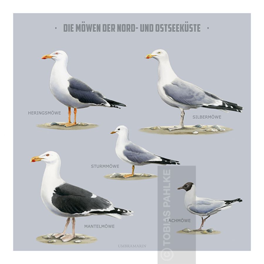 Möwen an der deutschen Küste
