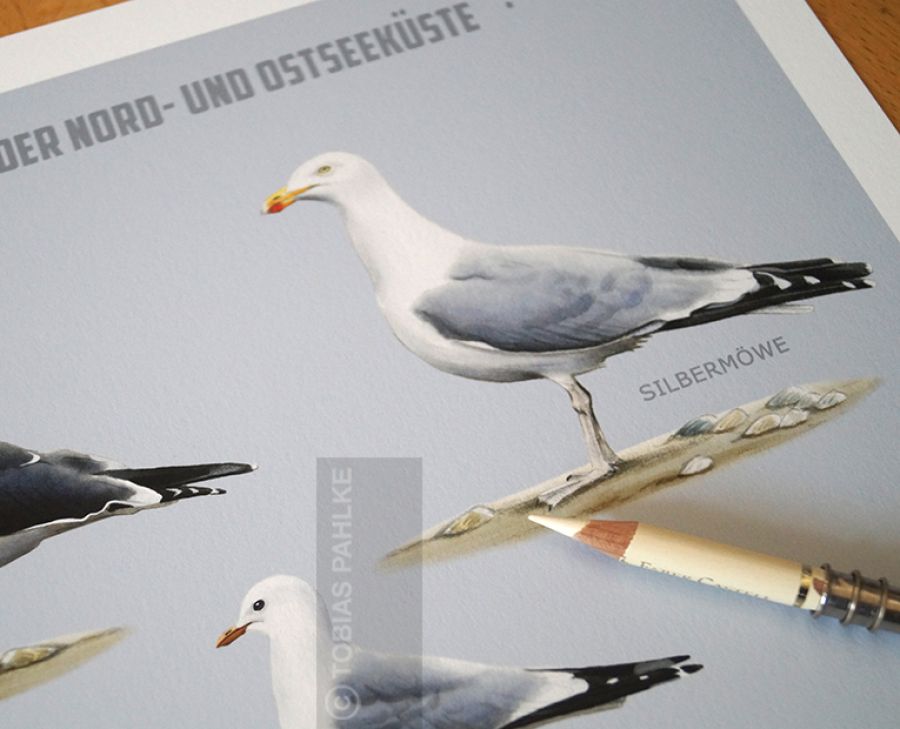 Möwen an der deutschen Ostseeküste
