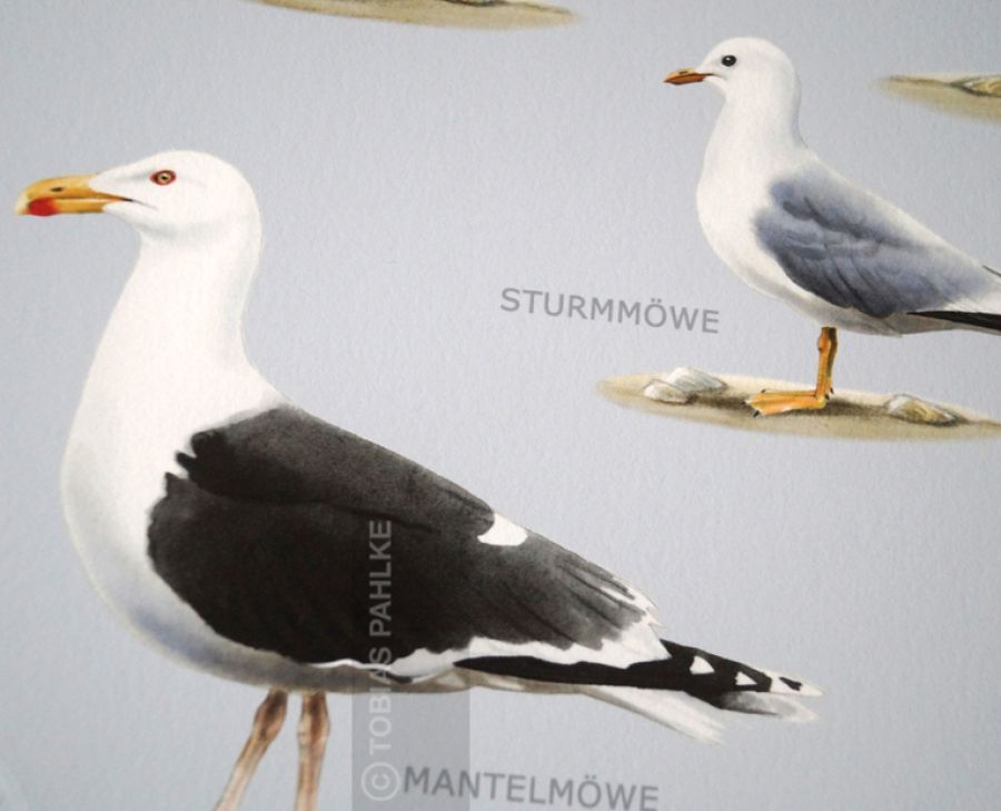 Möwen an der deutschen Küste